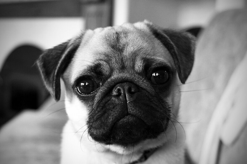 close-up of a pug dog