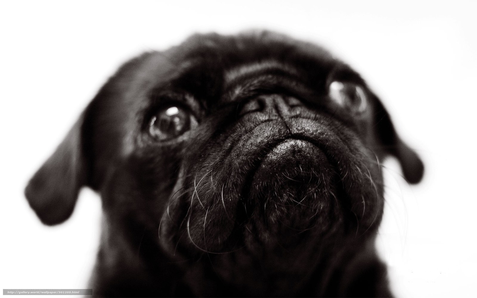 close-up of a pug dog