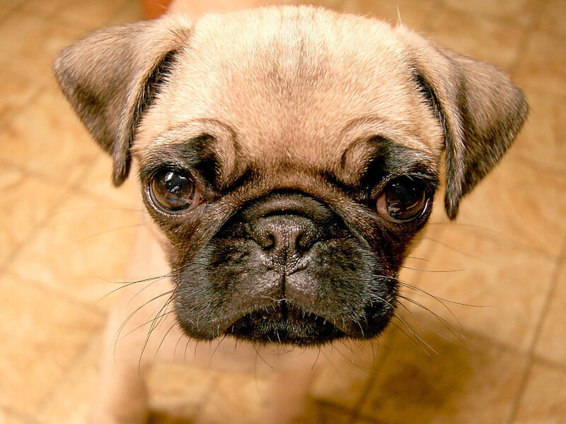 close-up of a pug puppy