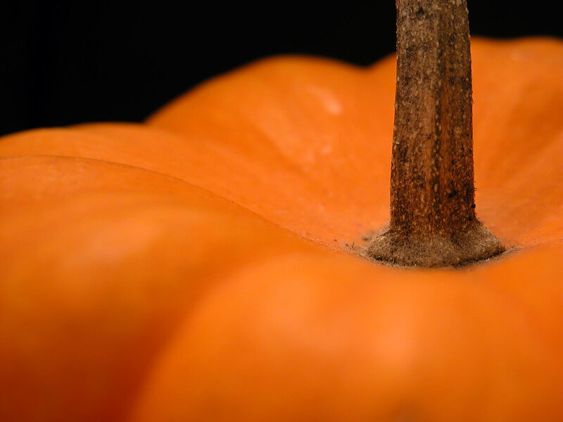 Close-up of a pumpkin stem