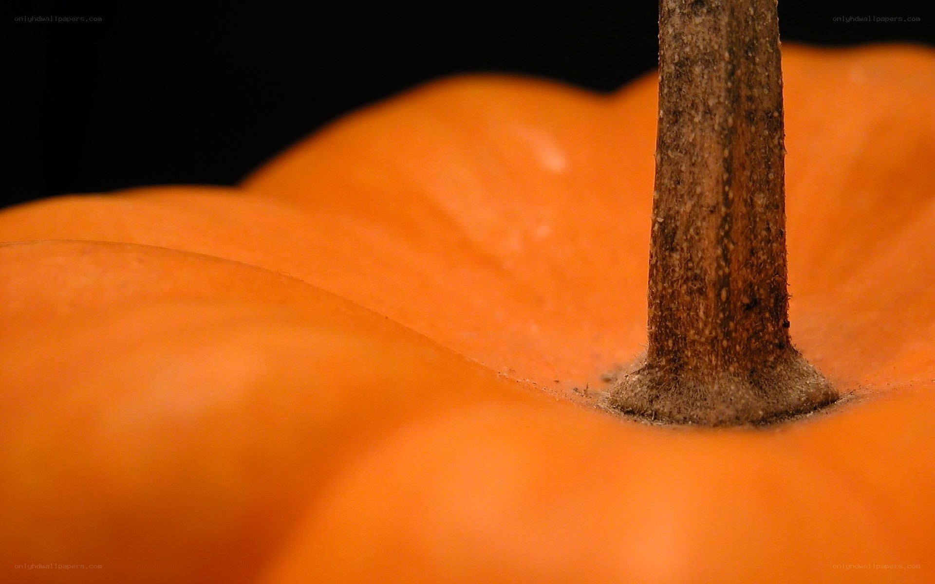 Close-up of a pumpkin stem