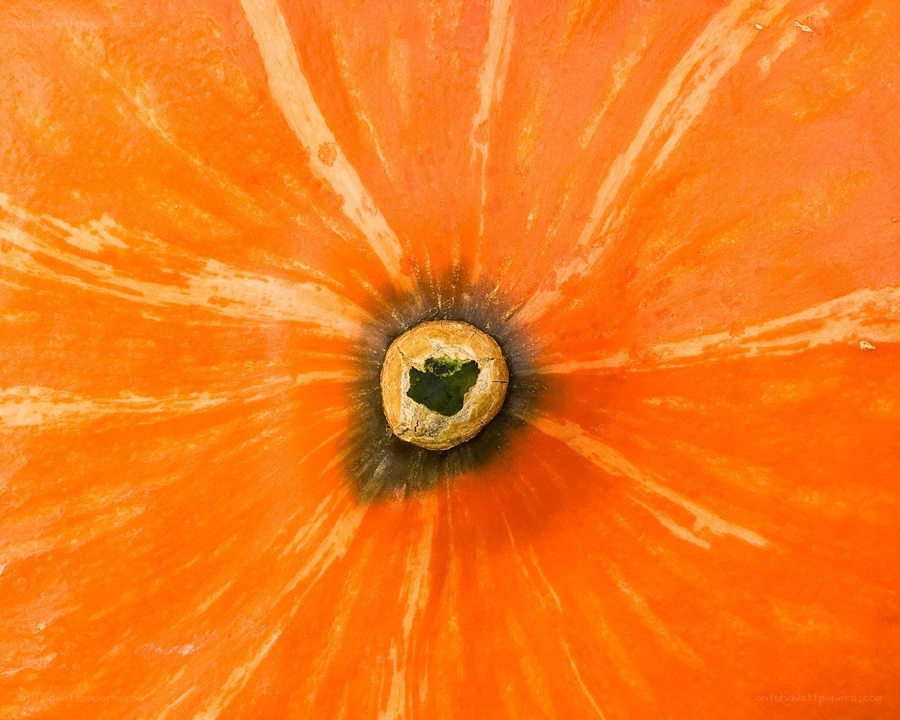 Close-up of a pumpkin top