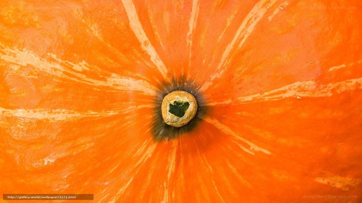 Close-up of a pumpkin top