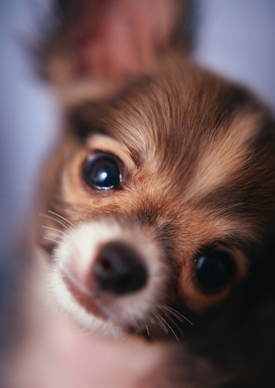 close-up of a puppy