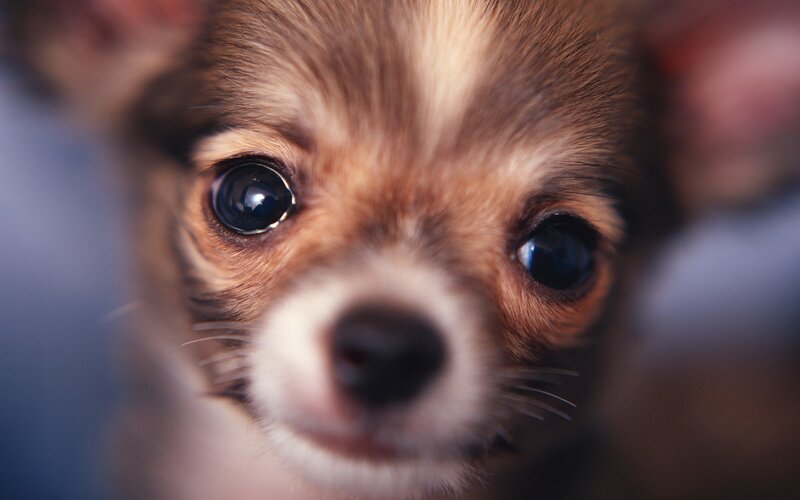 close-up of a puppy