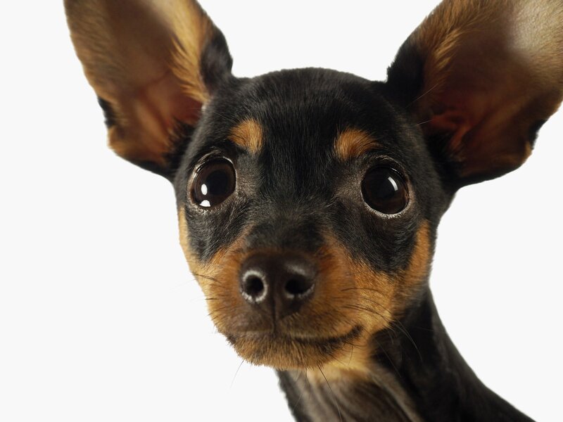 close-up of a puppy