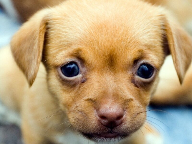 close-up of a puppy