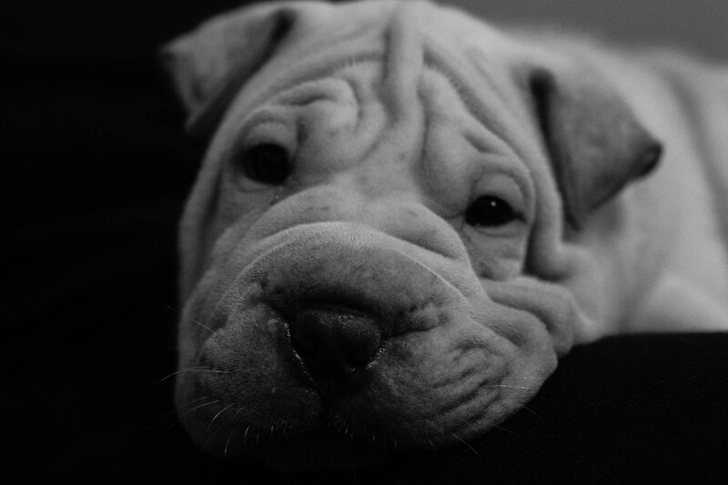 close-up of a puppy
