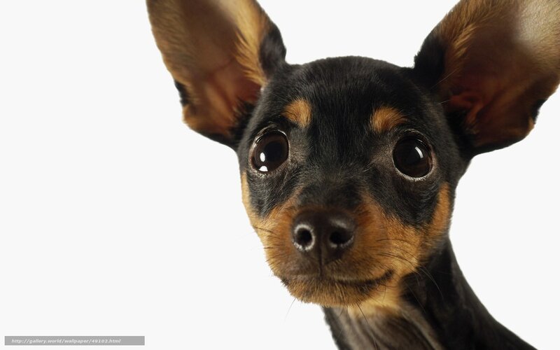 close-up of a puppy dog