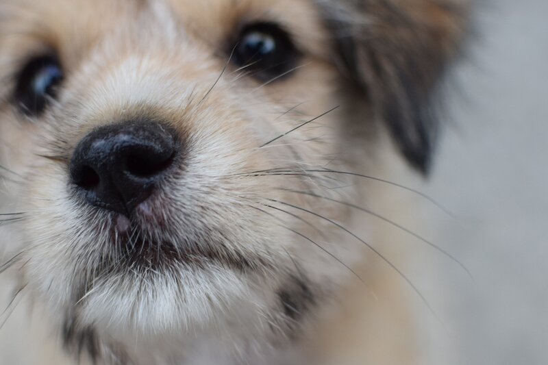 close-up of a puppy's face