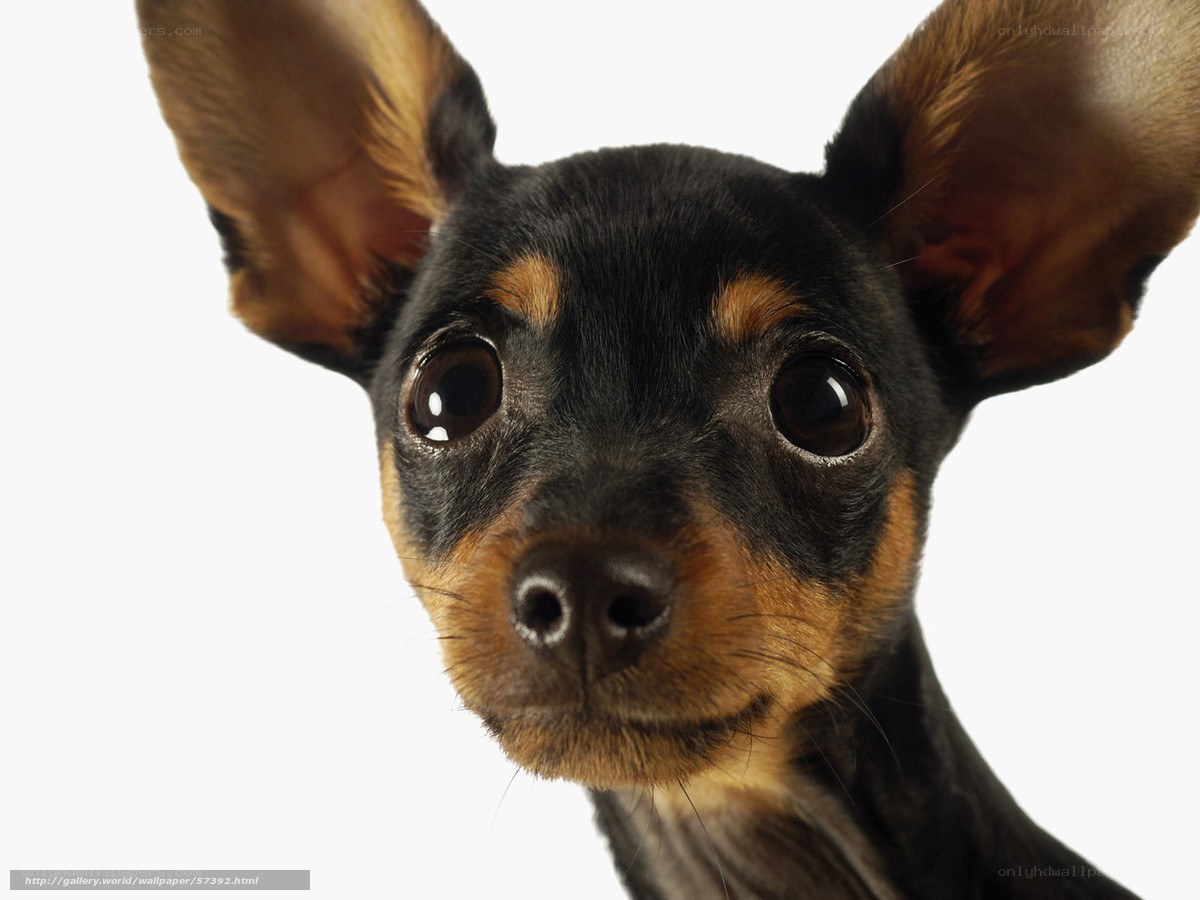 close-up of a puppy
