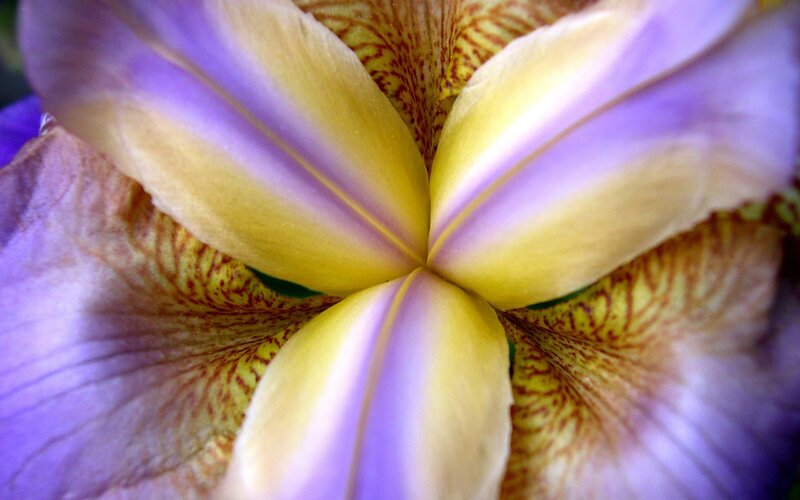 Close-up of a purple and yellow iris