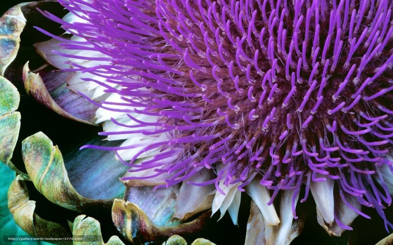 Close-up of a purple artichoke flower
