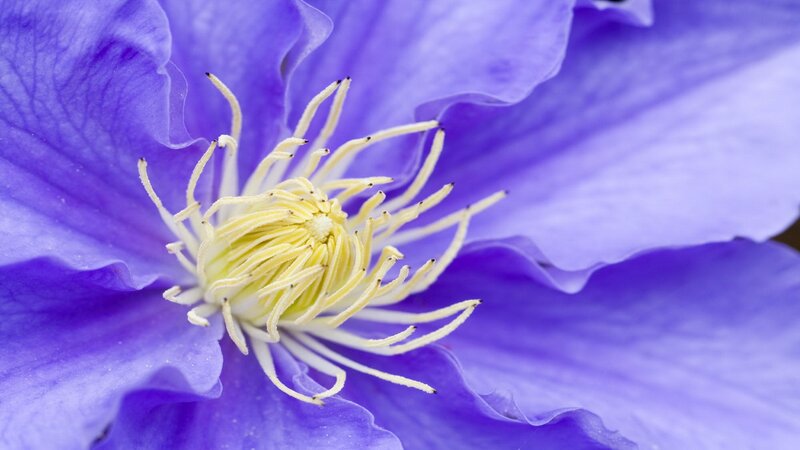 Close-up of a purple clematis flower