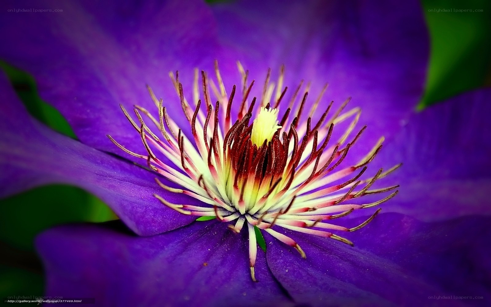 Close-up of a purple clematis flower