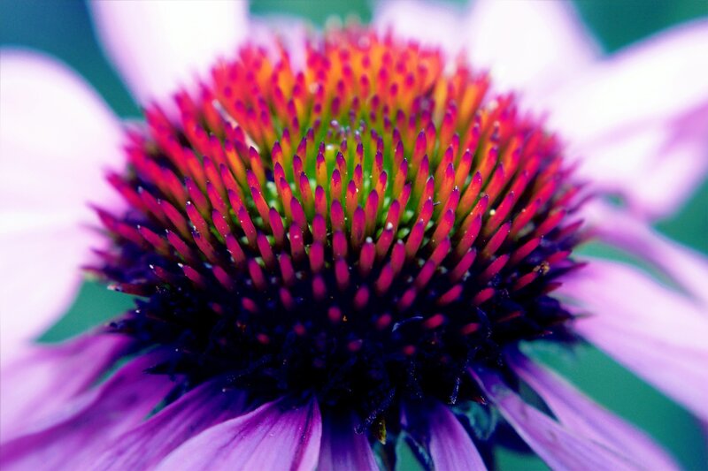 Close-up of a purple coneflower