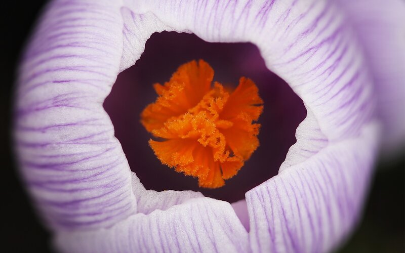 Close-up of a purple crocus