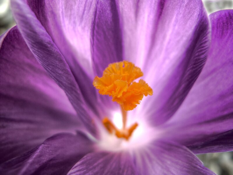Close-up of a purple crocus