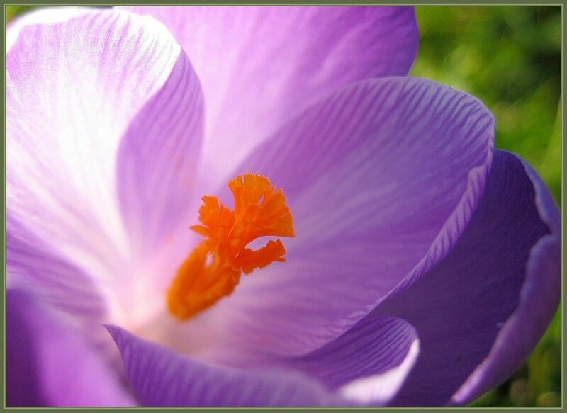 Close-up of a purple crocus