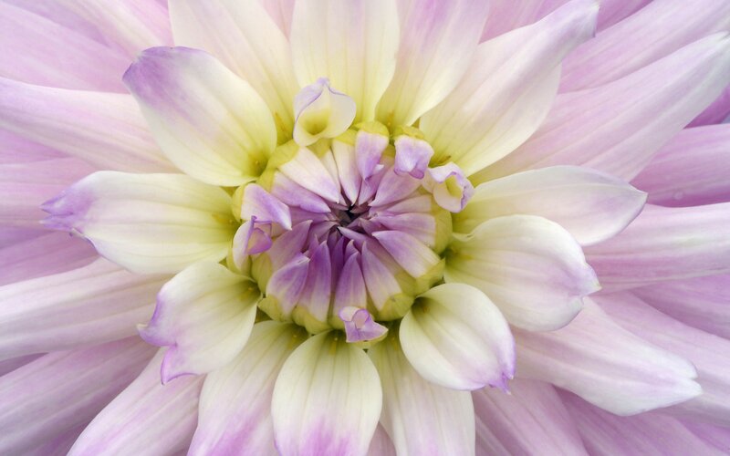 close-up of a purple dahlia