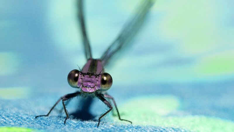 Close-up of a purple damselfly