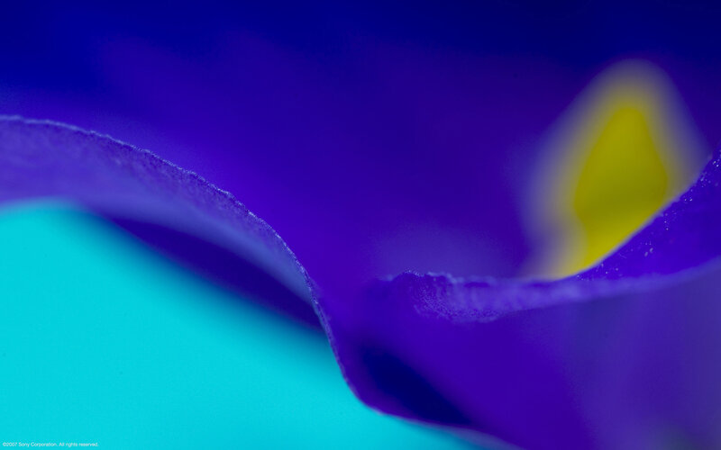 Close-up of a purple flower