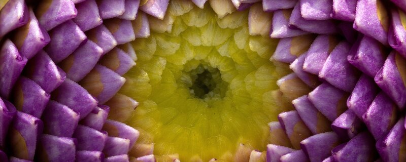 Close-up of a purple flower