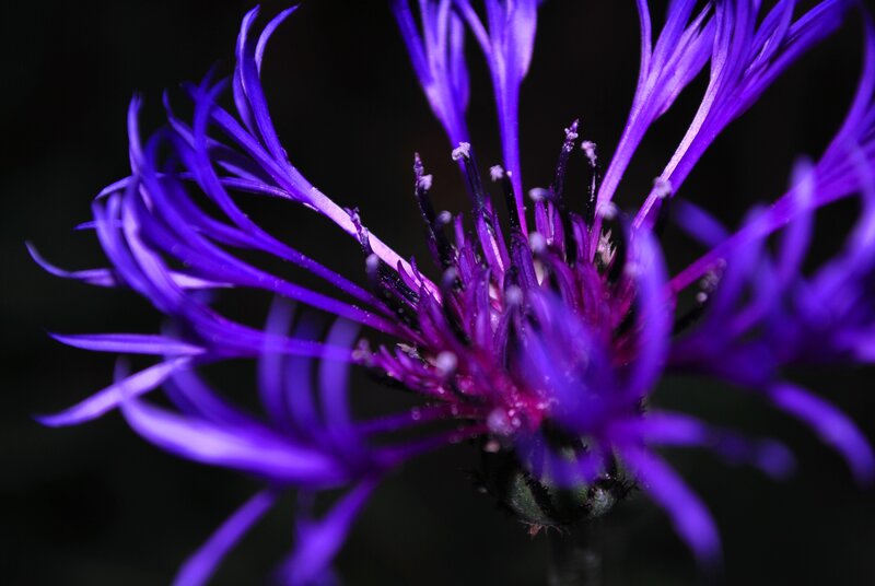 Close-up of a purple flower