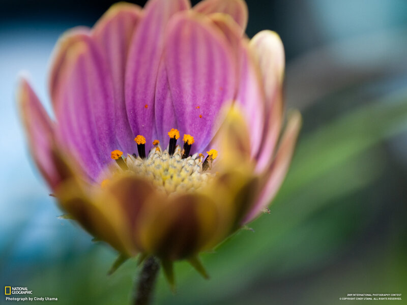 Close-up of a purple flower