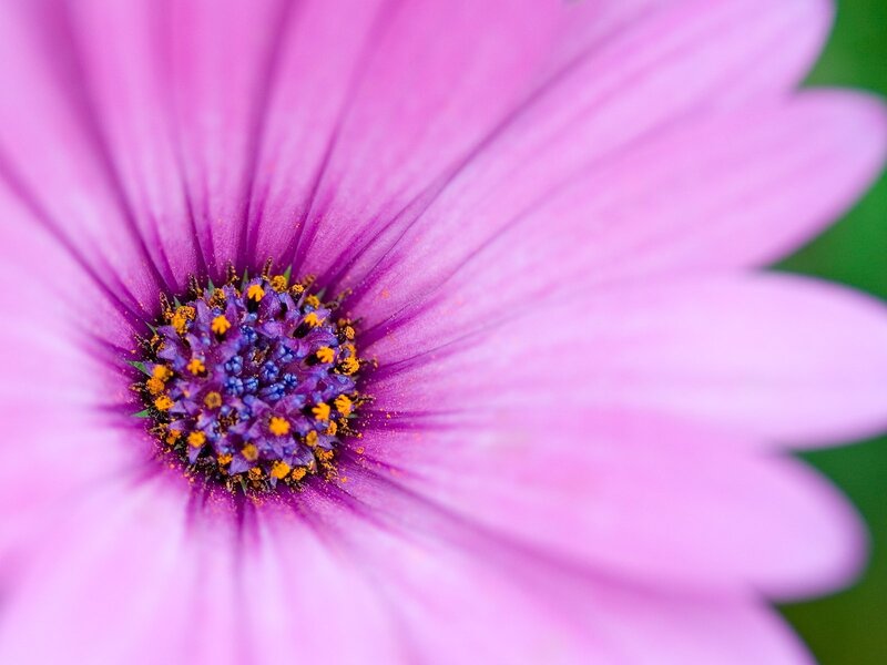Close-up of a purple flower