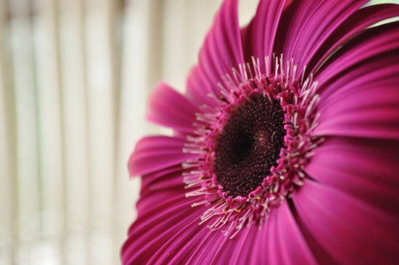 Close-up of a purple flower
