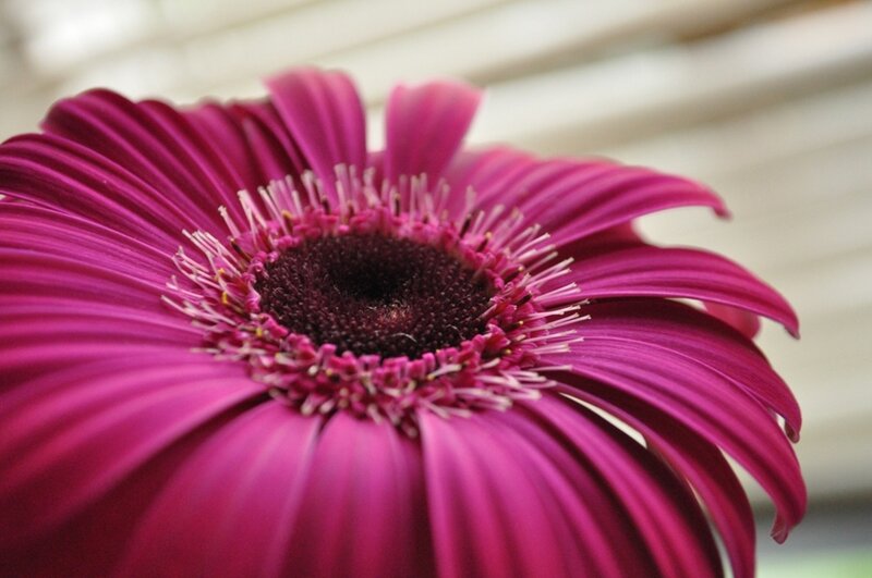 Close-up of a purple flower