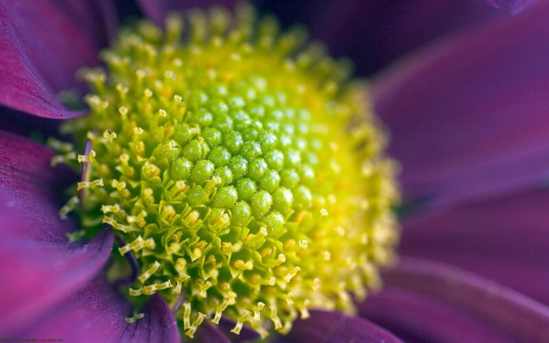 Close-up of a purple flower
