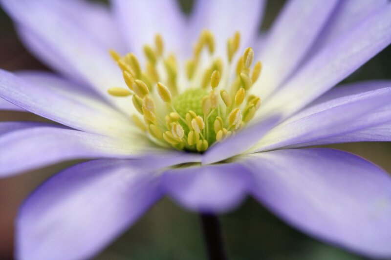 close-up of a purple flower