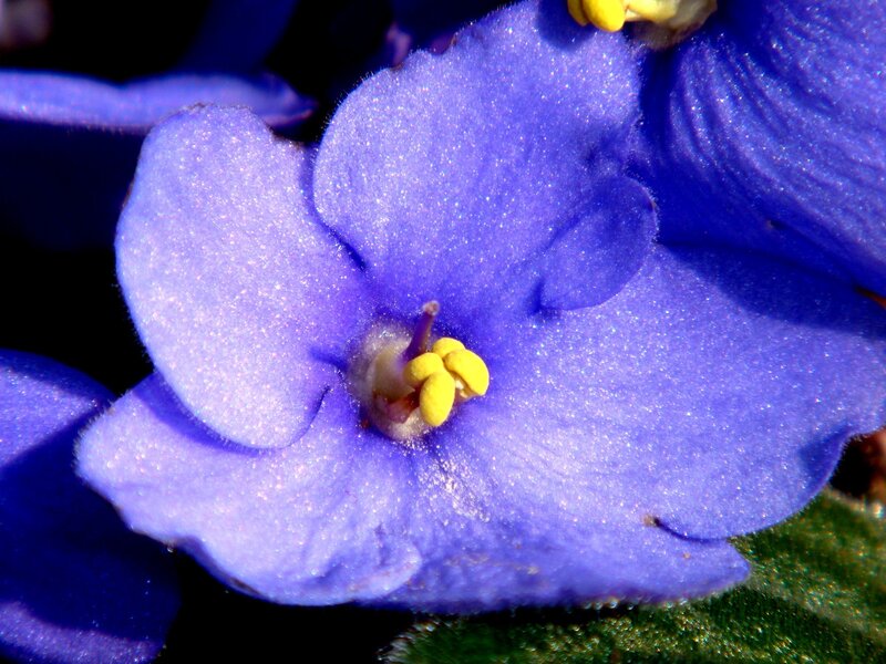 Close-up of a purple flower