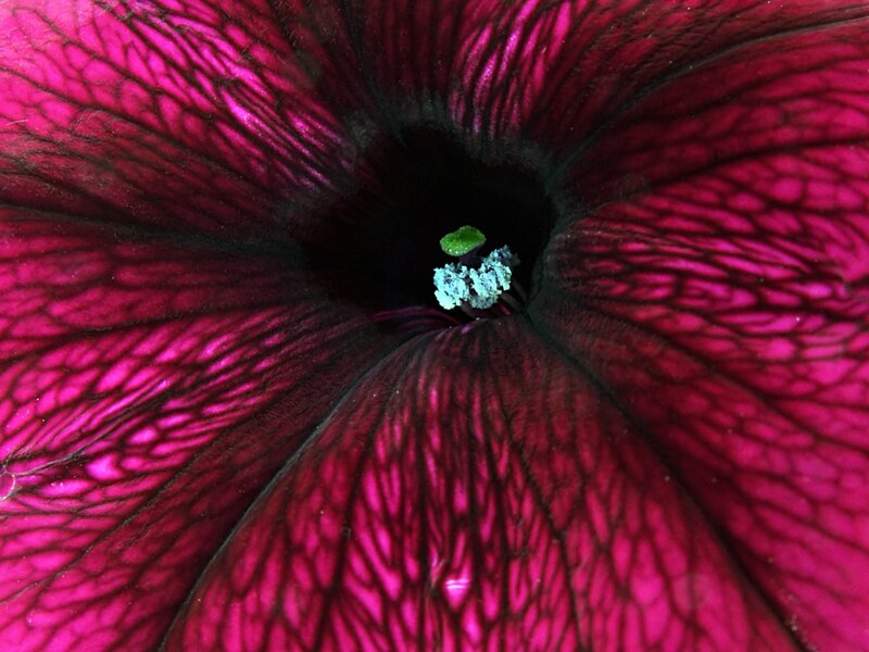 close-up of a purple flower