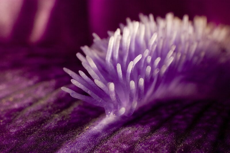Close-up of a purple flower