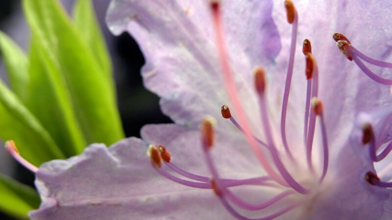 close-up of a purple flower