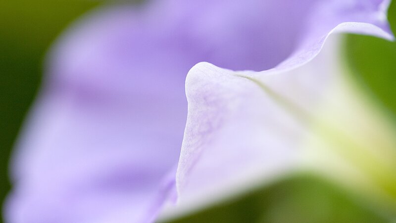 Close-up of a purple flower