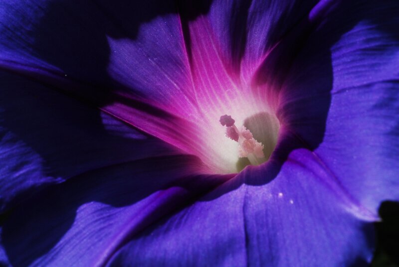 Close-up of a purple flower