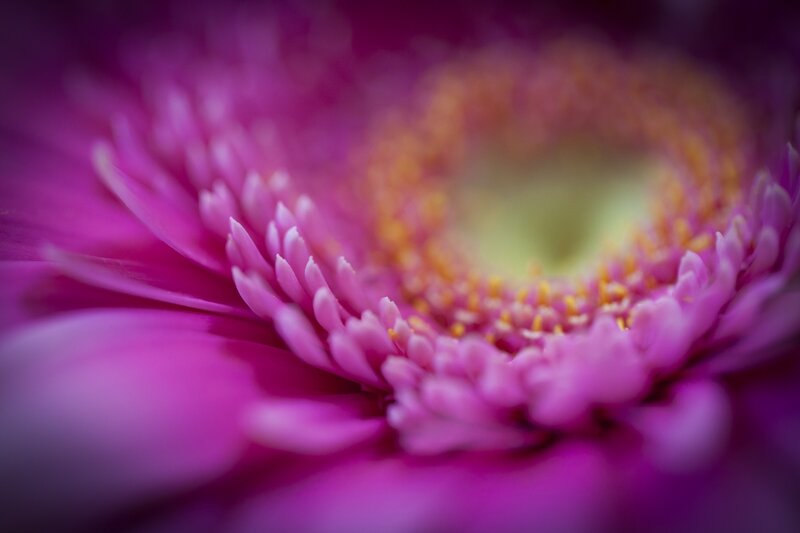 Close-up of a purple flower