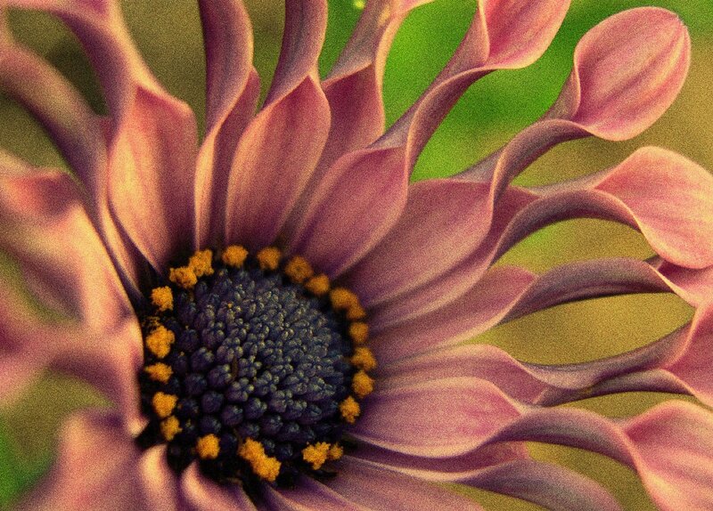 Close-up of a purple flower