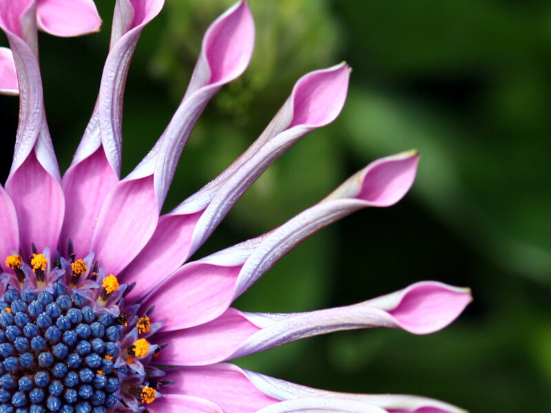 Close-up of a purple flower