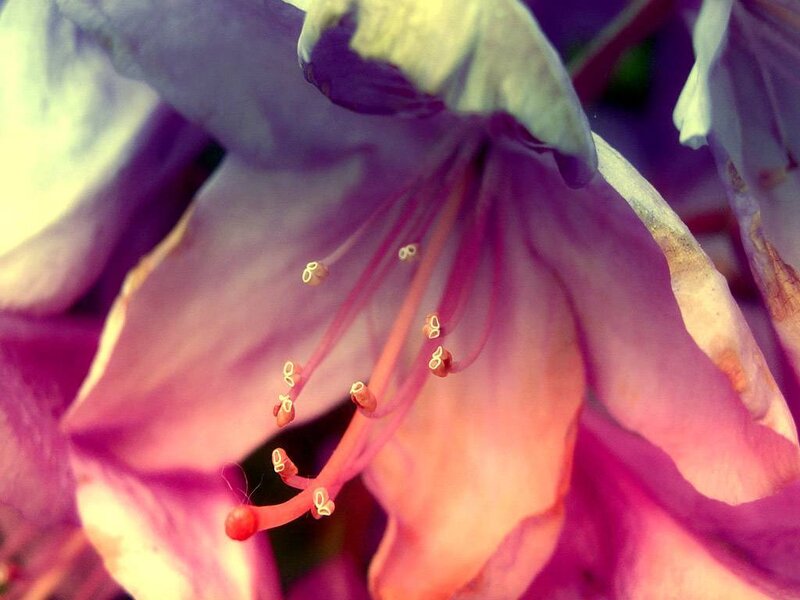 Close-up of a purple flower