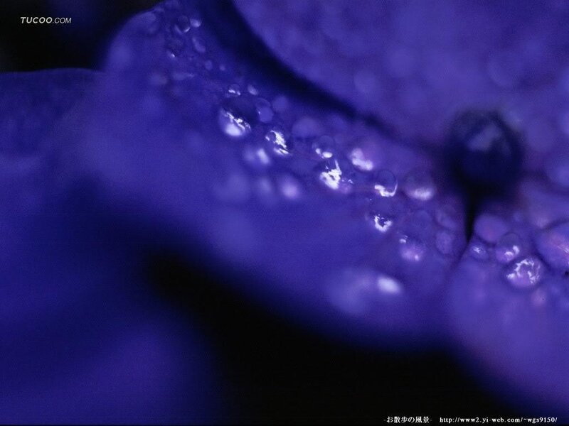 Close-up of a purple flower