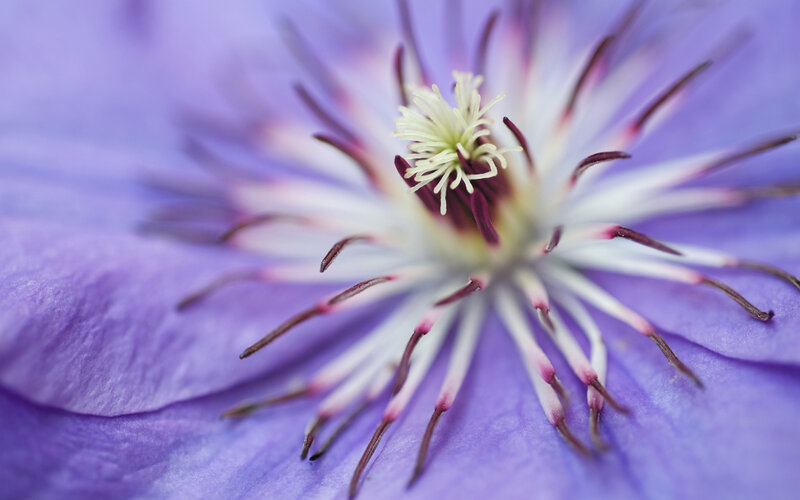 close-up of a purple flower