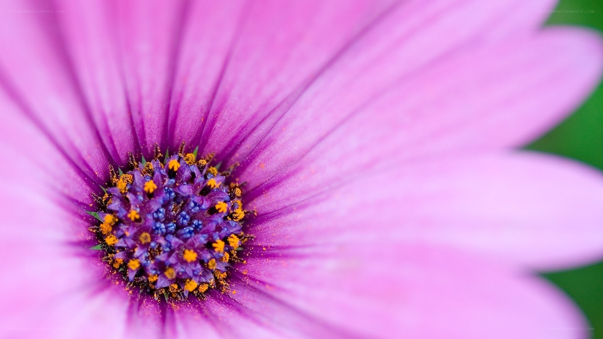 Close-up of a purple flower
