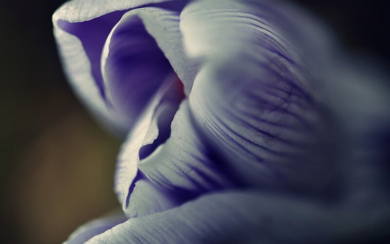 Close-up of a purple flower
