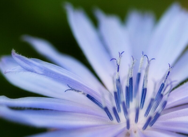 Close-up of a Purple Flower — Calm
