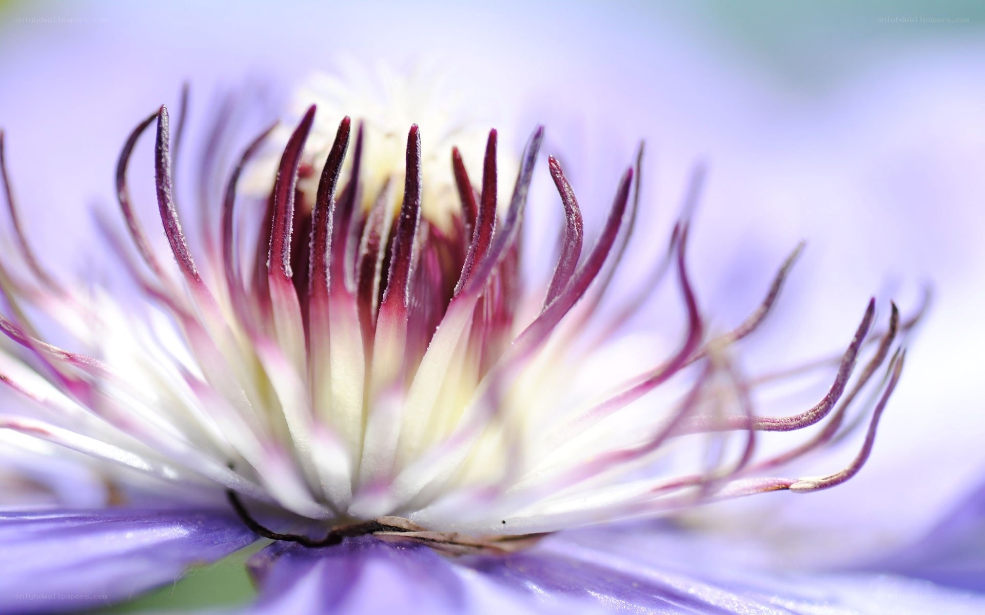 Close-up of a purple flower